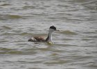 Western Grebe (31)