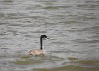 Western Grebe (32)