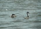 Western Grebe (33)