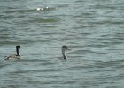 Western Grebe (35)