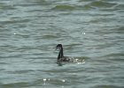 Western Grebe (36)
