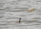 Western Grebe (37)