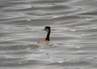 Western Grebe (38)