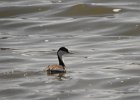 Western Grebe (39)