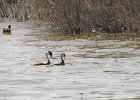 Western Grebe (41)
