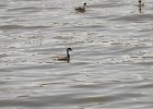 Western Grebe (44)