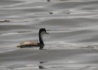 Western Grebe (45)