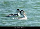 006 - 99 Clark's Grebe