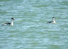 Clark's Grebe (10)