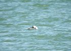 Clark's Grebe (11)