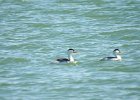 Clark's Grebe (13)