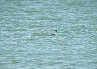 Clark's Grebe (15)