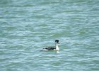 Clark's Grebe (16)