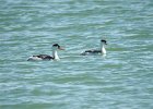Clark's Grebe (17)