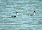 Clark's Grebe (18)