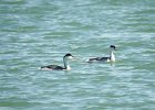 Clark's Grebe (19)