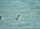 Clark's Grebe (2)