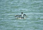 Clark's Grebe (20)