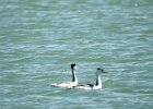 Clark's Grebe (3)