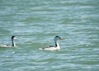 Clark's Grebe (4)