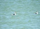 Clark's Grebe (6)