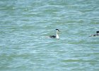 Clark's Grebe (8)