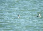 Clark's Grebe (9)