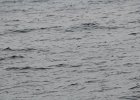 Wilson's Storm-Petrel (1)