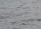 Wilson's Storm-Petrel (2)