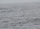 Wilson's Storm-Petrel (3)