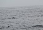 Wilson's Storm-Petrel (4)
