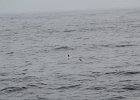 Wilson's Storm-Petrel (5)