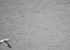 Northern Gannet (1)
