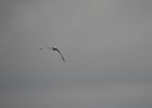 Northern Gannet (14)