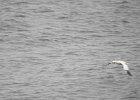 Northern Gannet (16)
