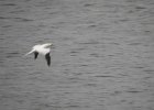Northern Gannet (18)