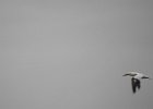 Northern Gannet (4)