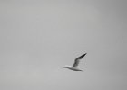 Northern Gannet (6)