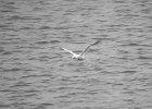 Northern Gannet (7)
