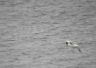 Northern Gannet (8)