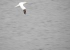 Northern Gannet (9)