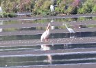 101American White Pelican