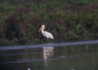 102American White Pelican