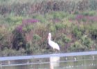 American White Pelican (22)