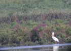 American White Pelican (23)