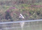 American White Pelican (24)