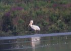 American White Pelican (25)