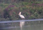 American White Pelican (26)