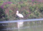 American White Pelican (27)
