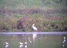 American White Pelican (30)